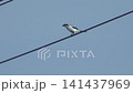 Beautiful great grey shrike (Lanius excubitor) perches on power lines against a blue sky. Wildlife. 141437969