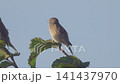 Common linnet (Linaria cannabina). A young bird perched on a tree branch against a blue sky. 141437970