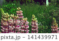 Lupin (Lupinus). Pink flowers sway in the wind. Nature   Slow motion 141439971