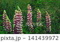 Lupin (Lupinus). Pink flowers sway in the wind. Nature   Slow motion 141439972