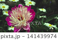 Close-up pink peony flower swaying in the wind. Spring background.   Slow motion 141439974