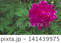 Close-up pink peony flower swaying in the wind. Spring background.   Slow motion 141439975
