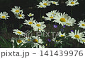 Close-up of white daisies swaying in the wind. Spring background.   Slow motion 141439976