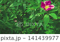 Pink rose hip flower close-up sways in the wind. Spring background.  Slow motion 141439977
