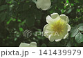 White rose hip flower close-up sways in the wind. Spring background.  Slow motion   Slow motion 141439979