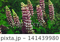 Lupin (Lupinus). Pink flowers sway in the wind. Nature   Slow motion 141439980
