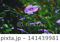 Blue flax flowers sway in the wind. Floral background. Slow motion 141439981