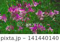 Close up of pink  aquilegias. Flowers swaying in the wind. Floral background    Slow motion 141440140