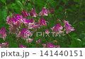 Close up of pink  aquilegias. Flowers swaying in the wind. Floral background    Slow motion 141440151