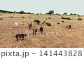 Horses graze in an open field during daytime under a clear sky with sparse trees and no visible buildings around 141443828