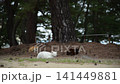 2026年4月，在香川縣高松市女木島豐玉依姬神社舉行的貓咪聚會 141449881