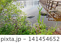 Green aquatic plants and stepping stones near a wooden pier on a calm lake shore in Milton WA 141454652