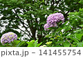 Hydrangea in the park 141455754