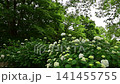 Hydrangea in the park 141455755