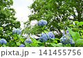 Hydrangea in the park 141455756