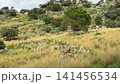 Hiker Climbing Rocky Mountain Trail 141456534