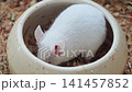 Cute white mouse explores its food bowl in a cozy setting 141457852