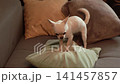 Small dog plays on a cushion in a living room during the day 141457857