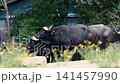 A herd of water buffalo (Bubalus bubalis) with wide sweeping horns stands among yellow wildflowers at a safari park in the Netherlands on a warm summer day 141457990