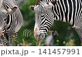 A close view of a zebra (Equus) grazing in green grass at a safari park in the Netherlands showing the detailed stripe pattern of the head mane and muzzle 141457991