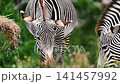 Two zebras (Equus) graze side by side in tall summer grass at a safari park in the Netherlands their striped heads lowered as they feed in soft daylight 141457992