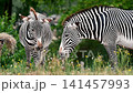Zebras (Equus) graze on hay in their enclosure at a safari park in the Netherlands the bold black and white striped coats standing out against the green summer meadow 141457993