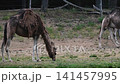 A Bactrian camel (Camelus bactrianus) grazes on sparse grass while shedding thick clumps of winter wool from its coat a natural summer moulting behaviour seen at a safari park in the Netherlands 141457995