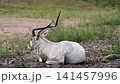 A critically endangered addax (Addax nasomaculatus) rests on the ground in close view the twisted spiral horns and dark facial markings of this desert antelope clearly visible at a Dutch safari park 141457996