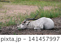 An addax (Addax nasomaculatus) a critically endangered desert antelope with long spiral horns lies on the grass at a safari park in the Netherlands its pale coat contrasting with the green vegetation 141457997