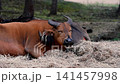 A red forest buffalo (Syncerus caffer nanus) rests on a bed of straw its chestnut coat tufted ears and curved horns lit by soft daylight at a safari park in the Netherlands 141457998
