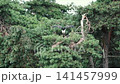 A large stork spreads its broad black and white wings above its stick nest high in a pine tree at a safari park in the Netherlands a striking display of wingspan in summer 141457999