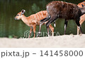 A young sitatunga calf (Tragelaphus spekii) with white stripes and spots stands at the water edge beside its shaggy coated mother at a safari park in the Netherlands then playfully runs out of frame 141458000