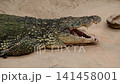 A Nile crocodile (Crocodylus niloticus) lies on warm sand with its jaws wide open to regulate body temperature revealing rows of conical teeth in a close view at a safari park in the Netherlands 141458001