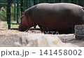 A hippopotamus (Hippopotamus amphibius) rests beside a rock in its enclosure at a Dutch safari park the huge grey body and pink tinted skin filling the frame in summer light 141458002