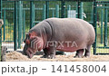 A hippopotamus (Hippopotamus amphibius) plods across its sandy enclosure at a Dutch safari park in summer the heavy grey body and pink skin folds visible in soft daylight 141458004