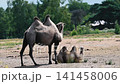 A Bactrian camel (Camelus bactrianus) stands over a resting calf on the sandy ground of a safari park enclosure on a summer day in the Netherlands a calm scene of the two humped desert species and 141458006