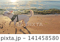 Dog runs on beach near water during the morning light in summer 141458580