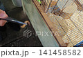 Feeding meerkats in their enclosure at the zoo during afternoon hours 141458582