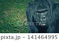 Male Gorilla Looking Around Close Up 141464995