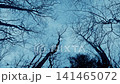 Looking Up In The Woods In Snowfall 141465072
