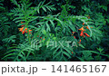 Orange Flowering Plant In Breeze Close-Up 141465167