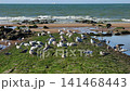 Coastal Scene with Abundant Gulls on a Mossy Breakwater, Ocean Waves, and Sandy Shoreline Under Clear Sky. Ostend, a coastal city in Belgium, Europe. 141468443