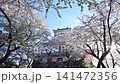 春日長濱城，櫻花盛開（滋賀縣長濱市，2026年4月） 141472356