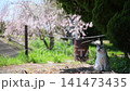 三隻貓在櫻花的襯托下悠閒地休息。 141473435