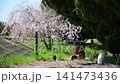 三隻貓在櫻花的襯托下悠閒地休息。 141473436
