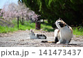 三隻貓在櫻花的襯托下悠閒地休息。 141473437