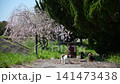 三隻貓在櫻花的襯托下悠閒地休息。 141473438