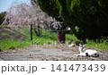 三隻貓在櫻花的襯托下悠閒地休息。 141473439