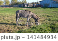 Grey donkey grazing on a grassy field near a blue wooden barn 141484934
