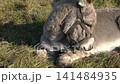 Brown donkey resting on a grassy field during a sunny day 141484935